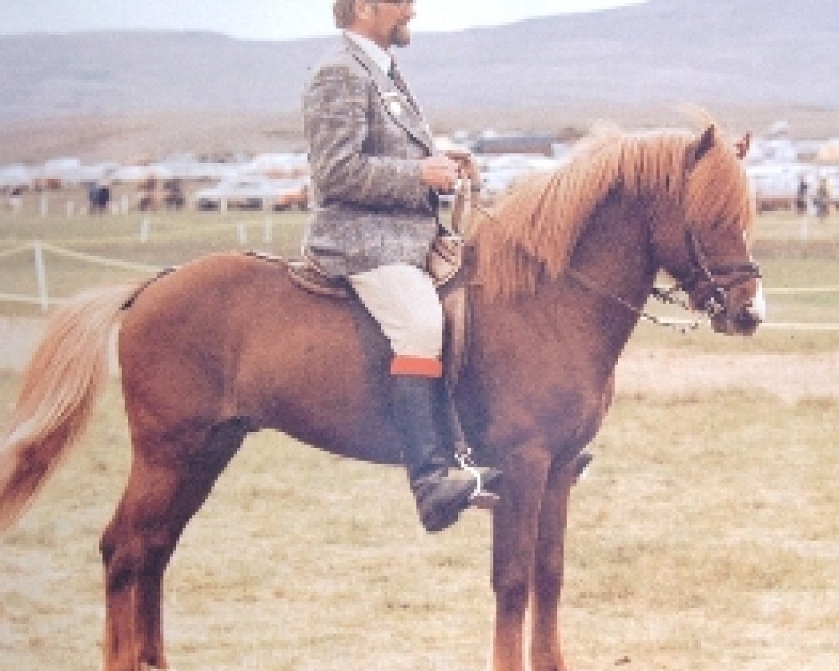 stallion Þáttur frá Kirkjubæ (Iceland Horse, 1967, from Hylur frá Kirkjubæ)