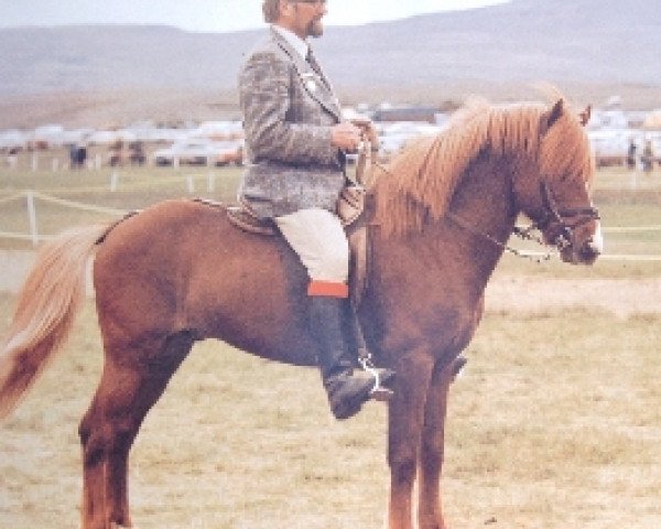 stallion Þáttur frá Kirkjubæ (Iceland Horse, 1967, from Hylur frá Kirkjubæ)