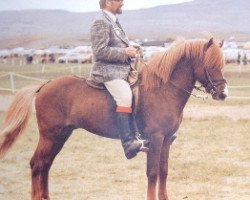 Deckhengst Þáttur frá Kirkjubæ (Islandpferd, 1967, von Hylur frá Kirkjubæ)