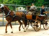 horse Mondial (Württemberger,  , from Montanus)