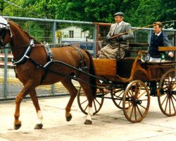 Pferd Mondial (Württemberger,  , von Montanus)