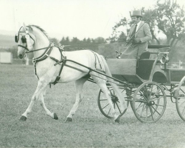 Zuchtstute Katja (Württemberger,  , von Kornett II)