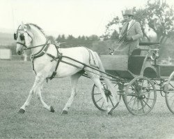 broodmare Katja (Württemberger,  , from Kornett II)