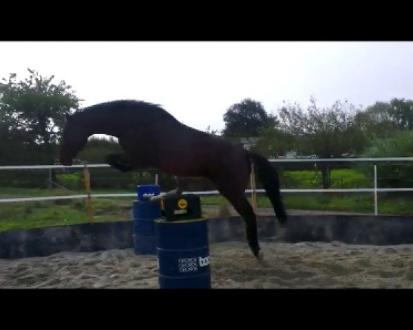 dressage horse Medoc Z (Zangersheide riding horse, 2007, from Massimo)