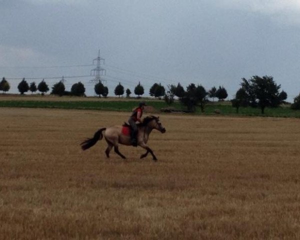 Pferd Minou (Deutsches Reitpferd,  )