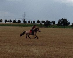 horse Minou (German Warmblood,  )