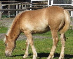 Pferd Waleska (Haflinger, von Myway F.A.B.)