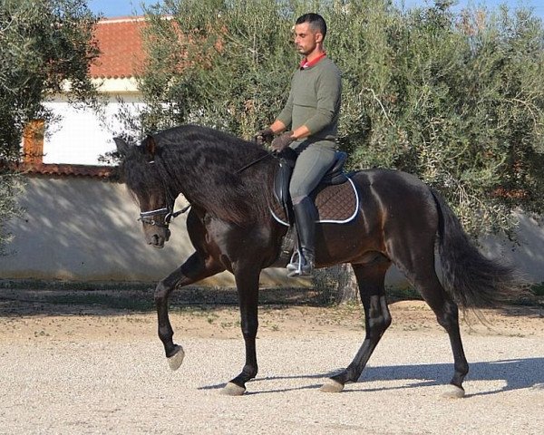 Pferd DEDAL JL (Pura Raza Espanola (PRE), 2009)