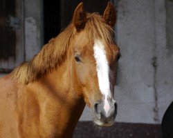 broodmare Bella Donna (German Riding Pony, 2011, from Bolero II)