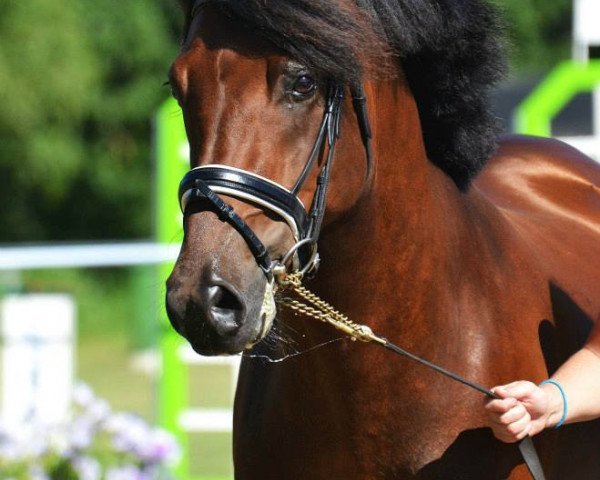 Deckhengst Wellhouse Willum (New-Forest-Pony, 2007, von Wayland Cranberry)