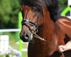 stallion Wellhouse Willum (New Forest Pony, 2007, from Wayland Cranberry)