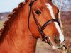 stallion Wacos Rache Mw (Swedish Riding Pony, 2005, from Waco)