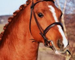 stallion Wacos Rache Mw (Swedish Riding Pony, 2005, from Waco)