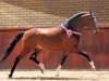 stallion Heitrak's Marvin (Nederlands Welsh Ridepony, 2004, from De Goede Ree Now or Never)