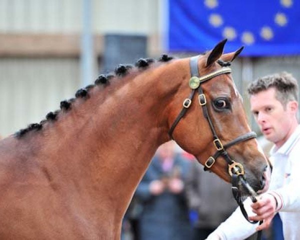 stallion Fleuramo's Justin (Nederlands Welsh Ridepony, 2008, from Heitrak's Marvin)
