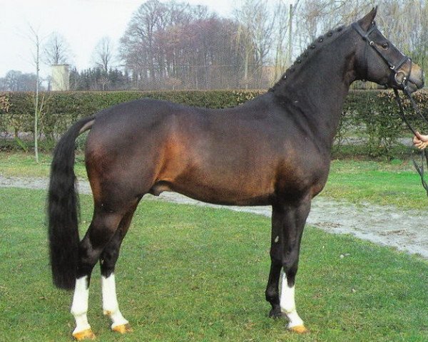 stallion Lukas (German Riding Pony, 1992, from Lucky Strike)