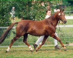 broodmare Kooihuster Wietske (Nederlands Welsh Ridepony, 1985, from Downland Folklore)