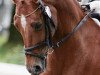 dressage horse Bjirmen’s Tsjalling (Nederlands Welsh Ridepony, 1997, from Leuns Veld's Elegant)