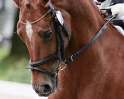 dressage horse Bjirmen’s Tsjalling (Nederlands Welsh Ridepony, 1997, from Leuns Veld's Elegant)