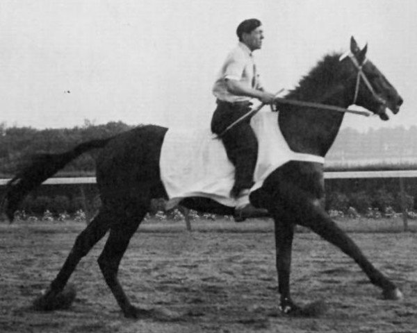 stallion Endeavour xx (Thoroughbred, 1942, from British Empire xx)