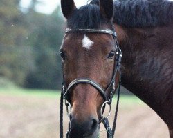 horse Beauty 116 (German Riding Pony, 1993, from Melotto xx)