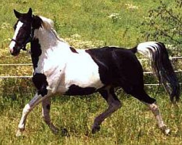 broodmare Lady Luna (KWPN (Royal Dutch Sporthorse), 1992, from Einstein)