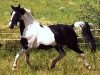 broodmare Lady Luna (KWPN (Royal Dutch Sporthorse), 1992, from Einstein)