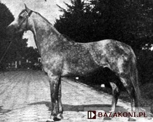 stallion Hieronim (Polish Warmblood, 1971, from Surmacz xx)