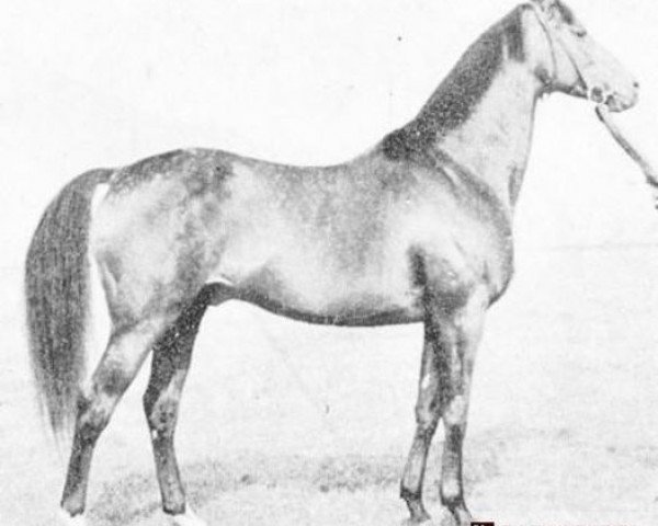 stallion Surmacz xx (Thoroughbred, 1954, from Salut xx)