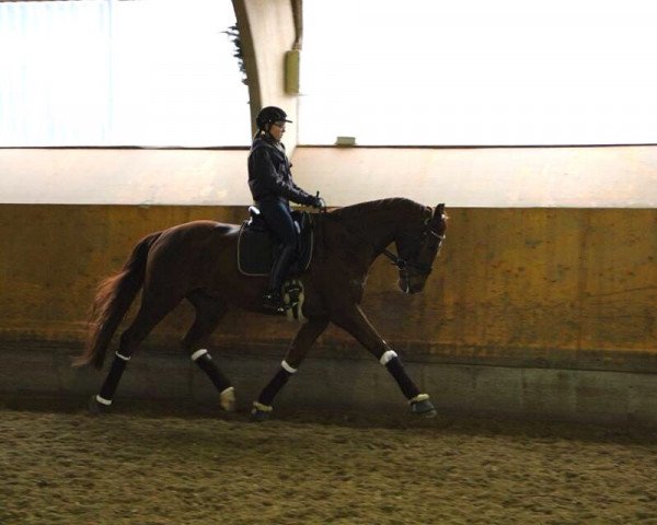 dressage horse Barelli 3 (Westphalian, 2009, from Beltoni)