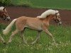 stallion Wyo Wingino MM (Haflinger, 2013, from Walzertraum)