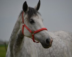 dressage horse Viva la Vie T (Westphalian, 2006, from Van the Man)