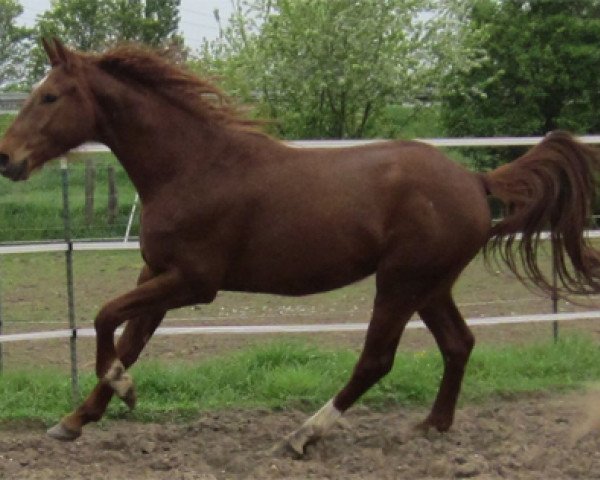 dressage horse Felix (Rhinelander, 2010, from Fürst Piccolo)