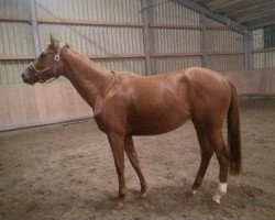 jumper Goldfee (Thoroughbred, 2011, from Adlerflug xx)