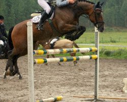 broodmare Katinka 191 (New Forest Pony, 2002, from Aladin)