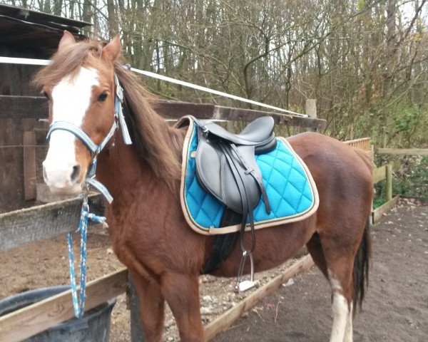 horse Browney (KWPN (Royal Dutch Sporthorse), 1998)