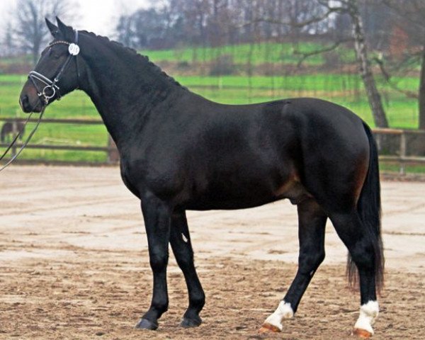 stallion Unicum (Heavy Warmblood, 2012, from Underberg)