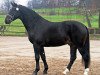 stallion Unicum (Heavy Warmblood, 2012, from Underberg)