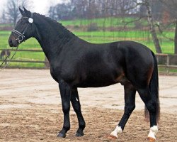 Deckhengst Unicum (Schweres Warmblut, 2012, von Underberg)