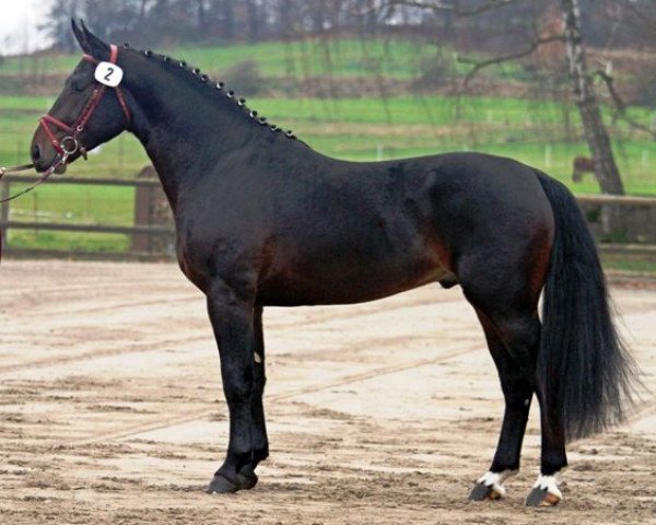 stallion Cadett (Heavy Warmblood, 2012, from Celtis)