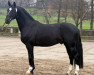 Deckhengst Capitano (Schweres Warmblut, 2012, von Celsius)