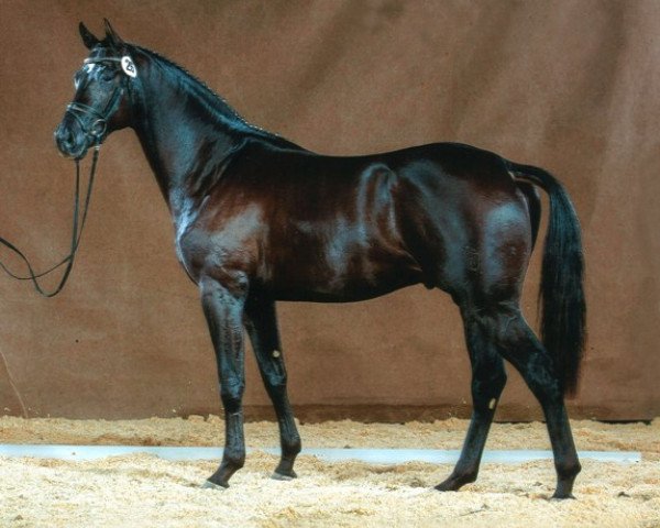 stallion Millepoint (Westphalian, 2012, from E.H. Millennium)