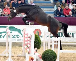 Springpferd Colportas (Deutsches Sportpferd, 2011, von Colestus)