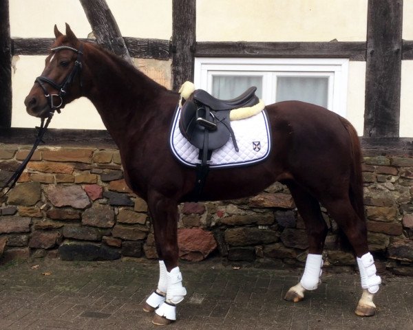 horse Leuchtfeuer (German Riding Pony, 2010, from Orchard Liberté)