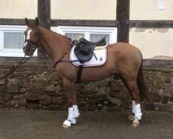 jumper Marlow (German Riding Pony, 2007, from Matchello)