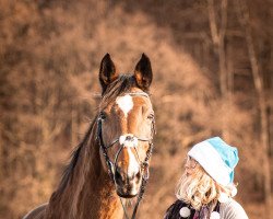 Pferd Vanilla Sky (Westfale, 2002, von Ahorn (Olympic Ahorn))