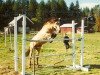 stallion Miclas Micado (New Forest Pony, 1975, from Leede's Boy)