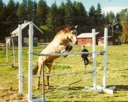 stallion Miclas Micado (New Forest Pony, 1975, from Leede's Boy)