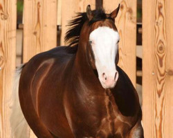 Deckhengst Spooks Gotta Gun (Quarter Horse, 2002, von Grays Starlight)