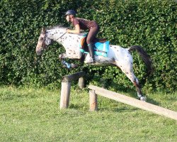 stallion G.S. Pablo (German Riding Pony, 2009, from Pluto)